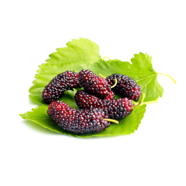 Mulberry